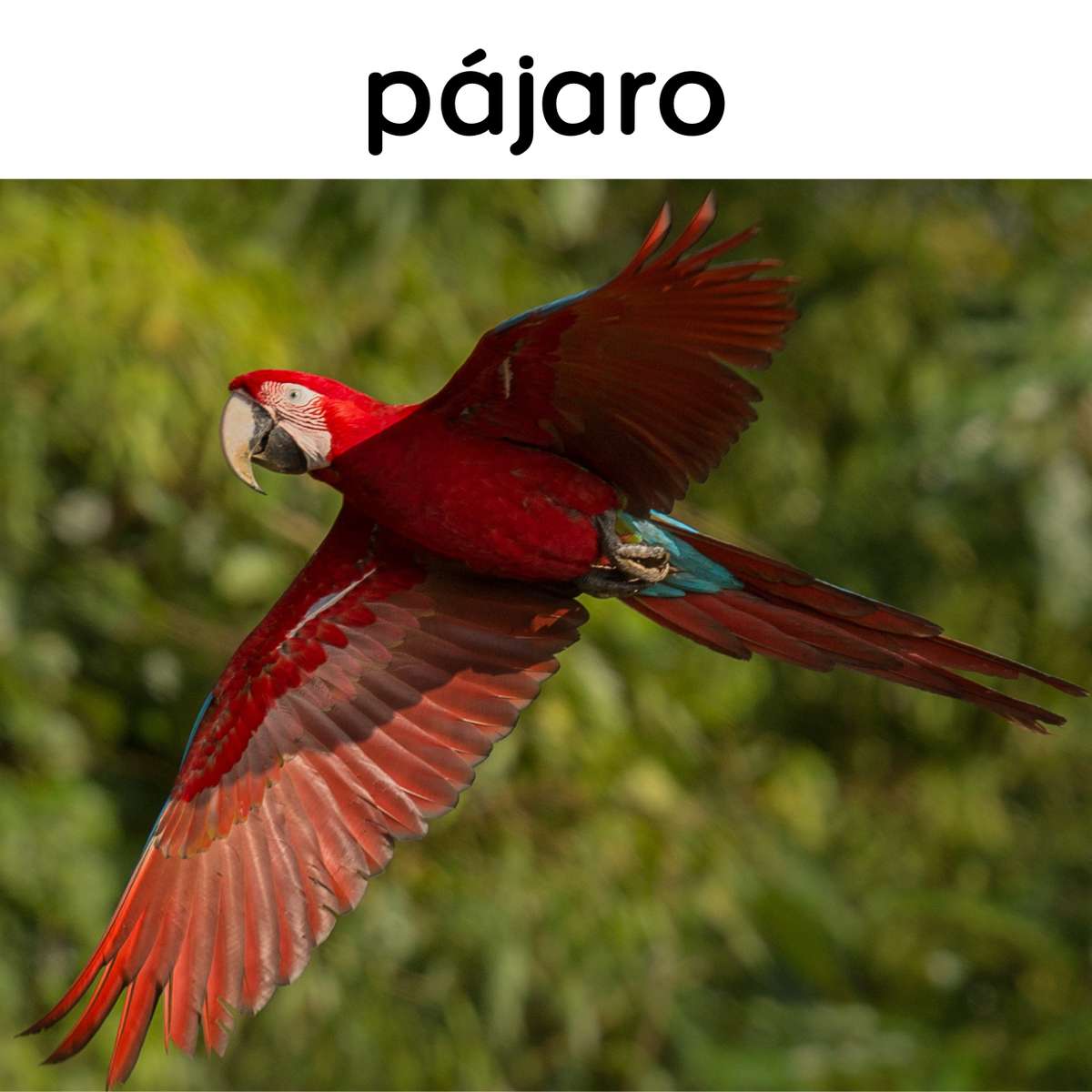 Ein Pájaro Online-Puzzle vom Foto