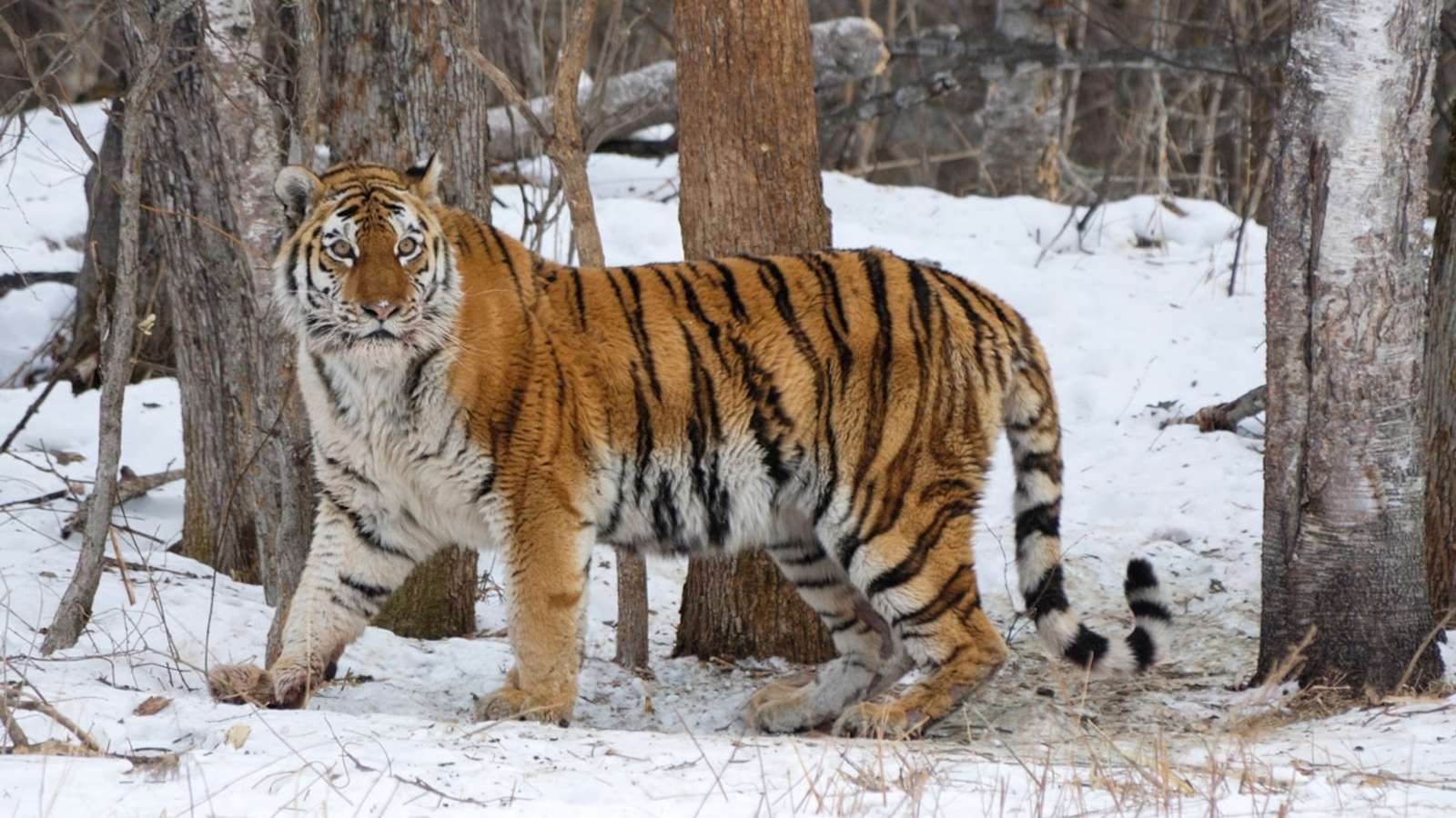 quebra-cabeça de tigre puzzle online a partir de fotografia