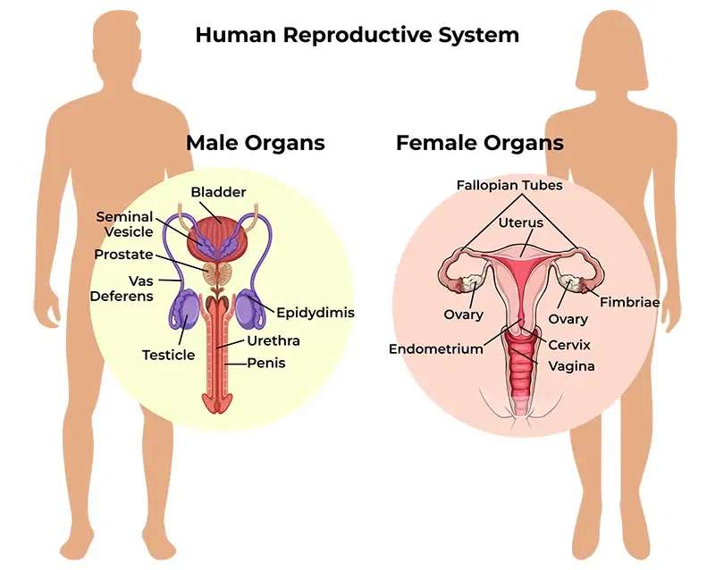 Reproductive System puzzle online from photo