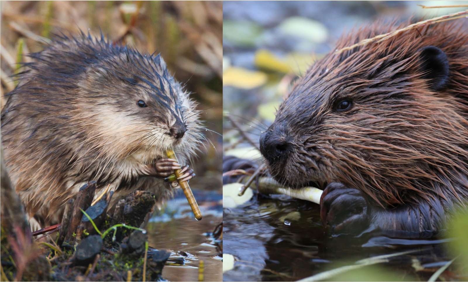 Beaver and Muskrat Puzzle puzzle online from photo
