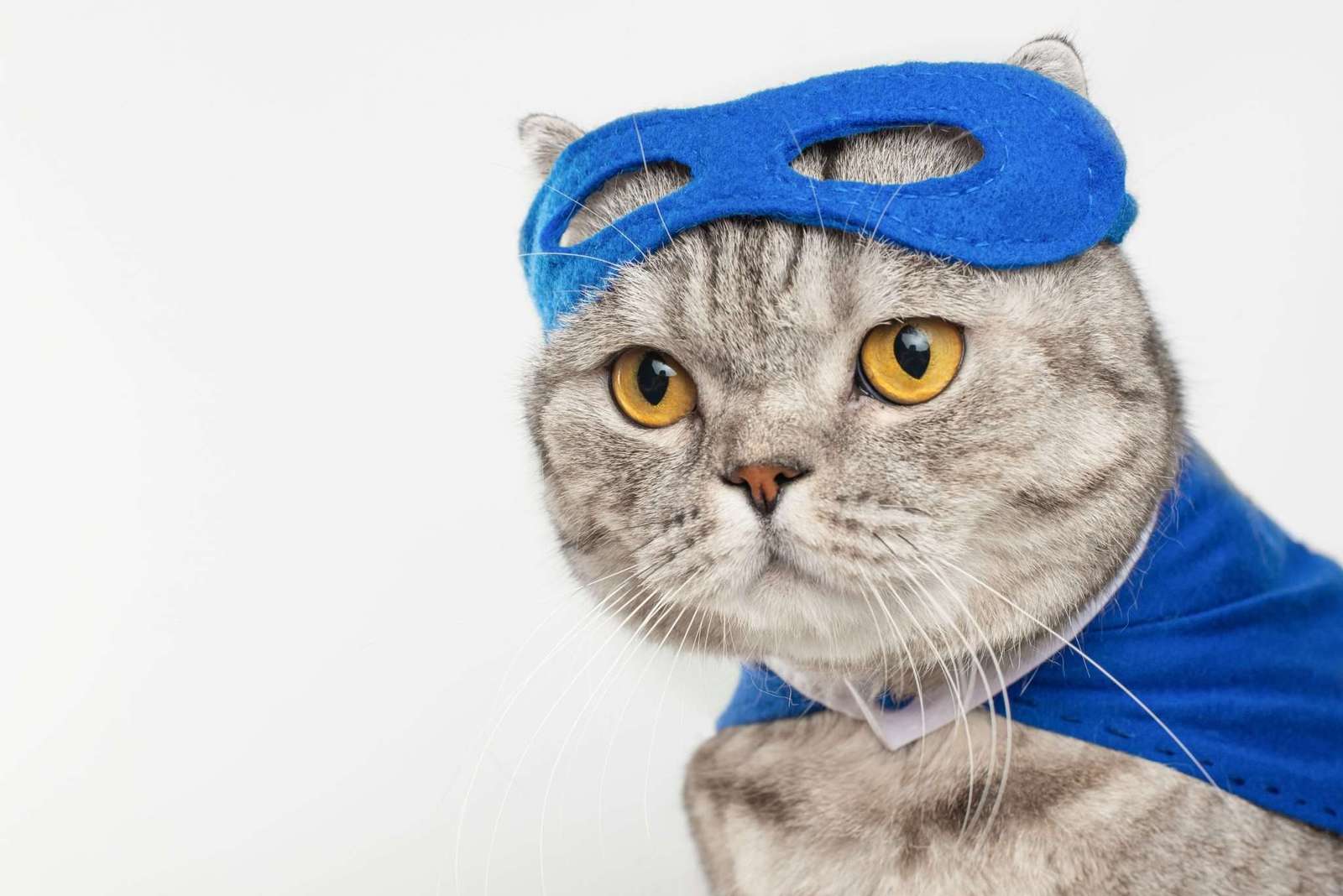 Котката на Сергиуш онлайн пъзел от снимка