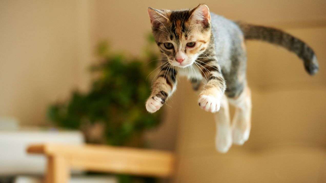 скачаща котка онлайн пъзел