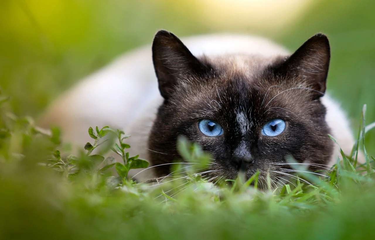Черно-бяла котка онлайн пъзел от снимка