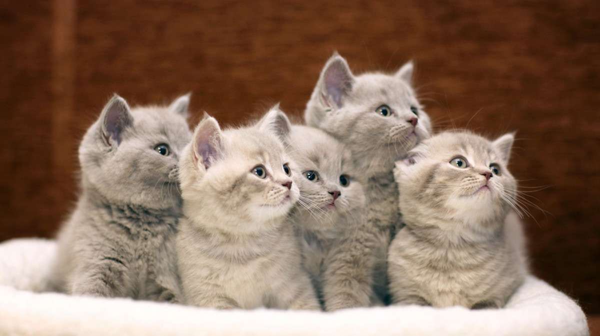 roztomilé kočičky online puzzle