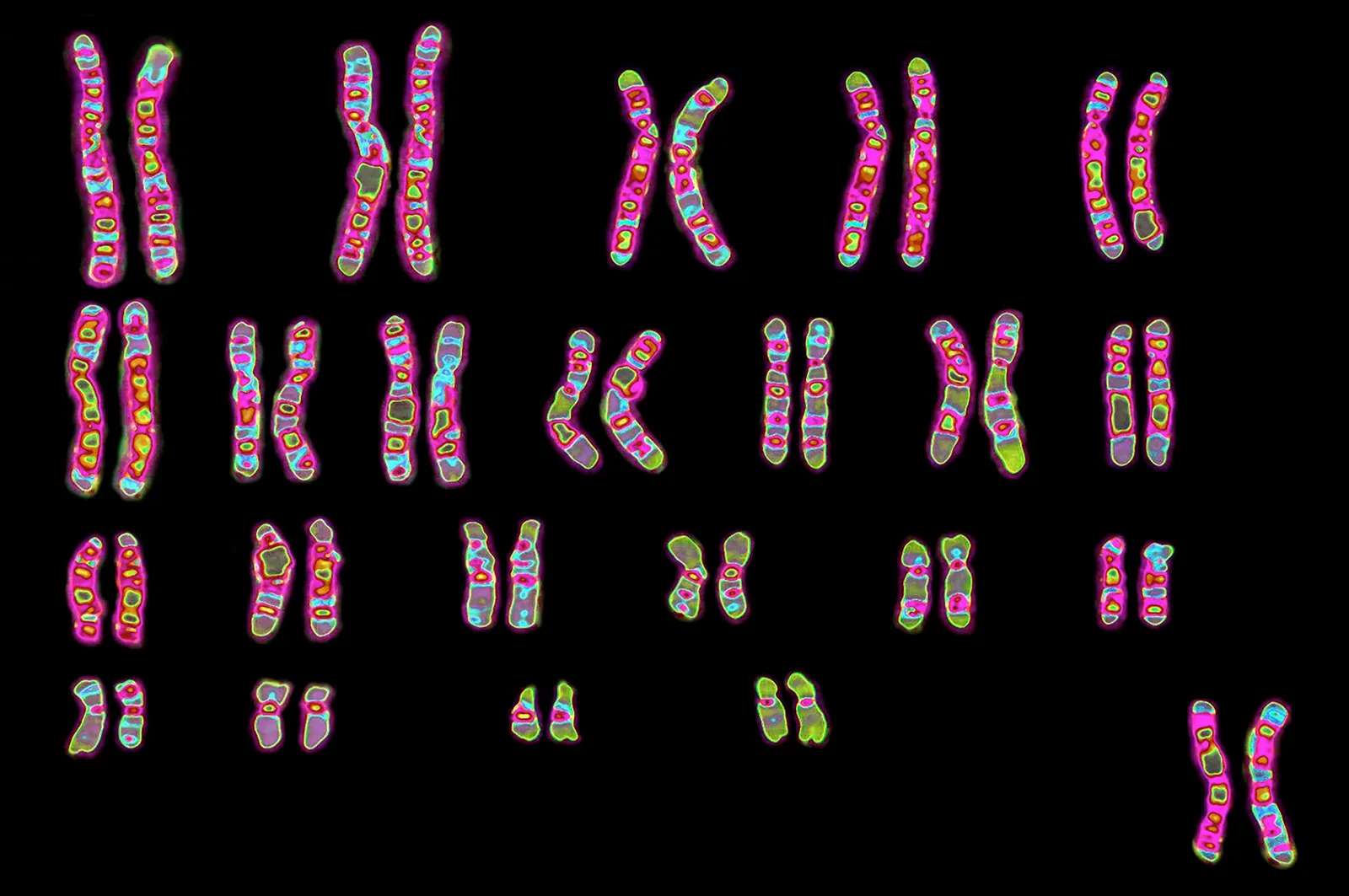 Lidský genom puzzle online z fotografie