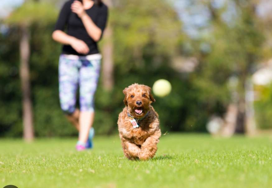 dawg hämta Pussel online