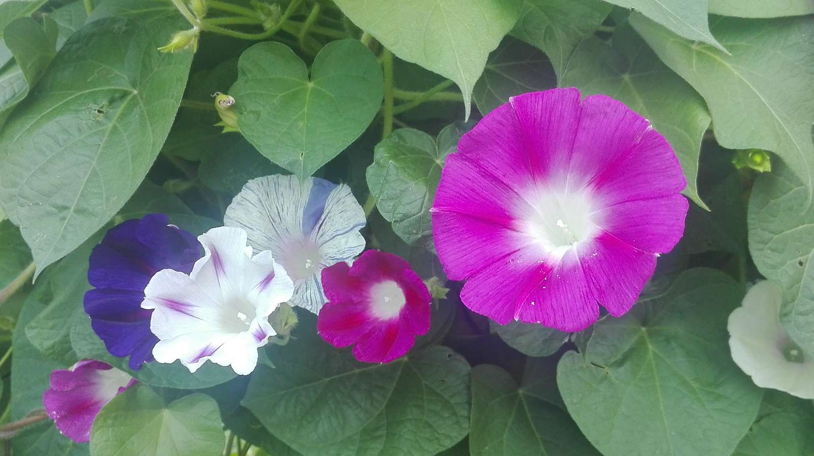 Morning glory flowers puzzle online from photo