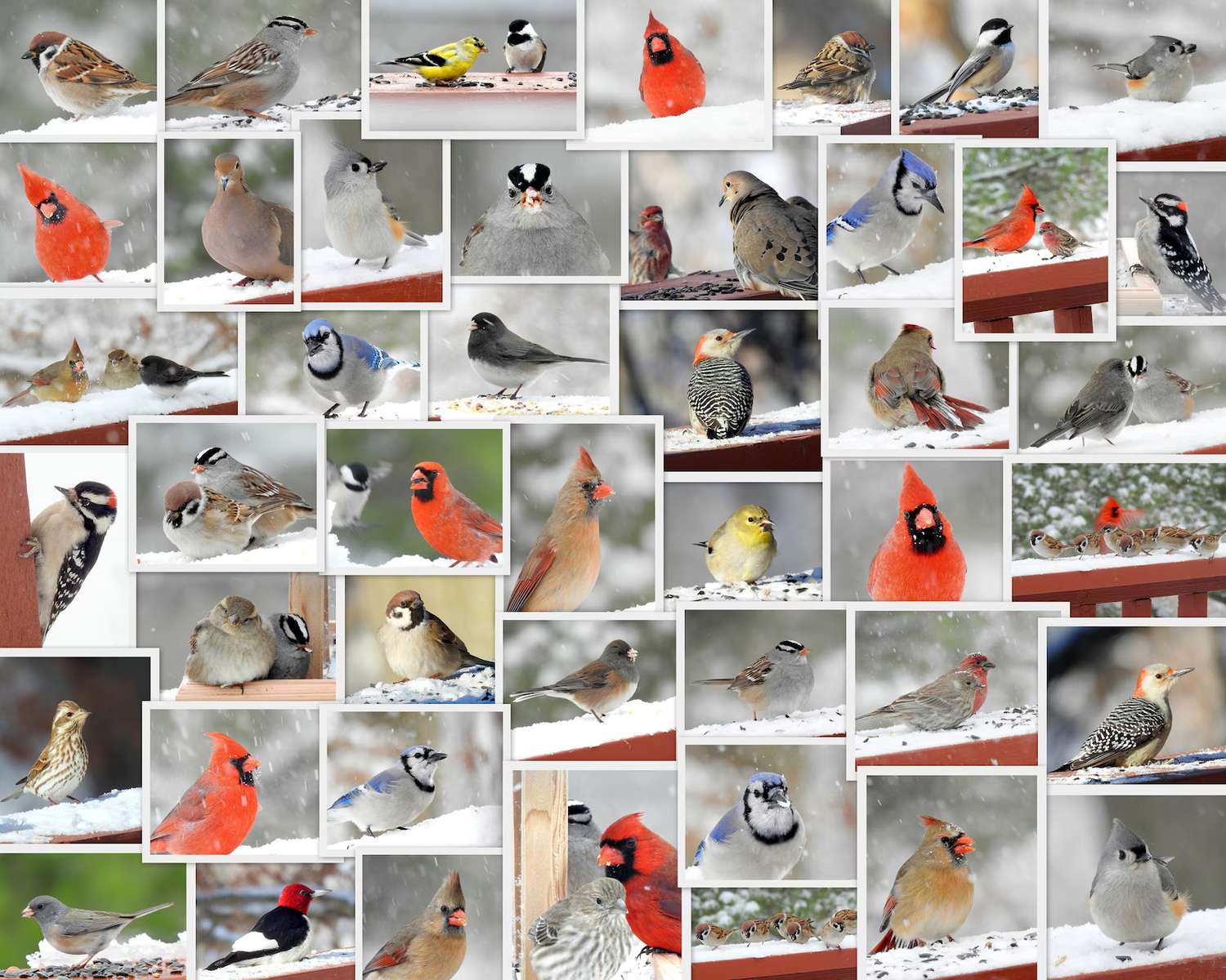 Wintervogels online puzzel