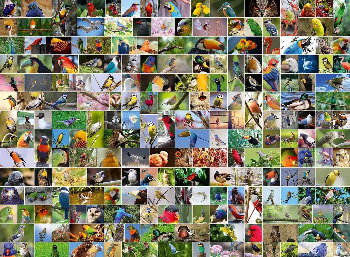 Braciola per uccelli puzzle online da foto