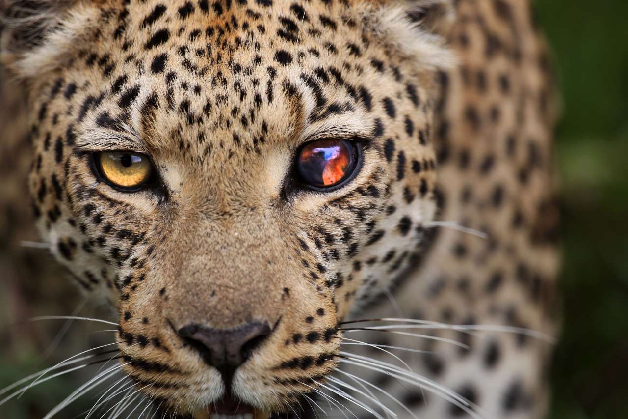 Leopard's eye puzzle online from photo