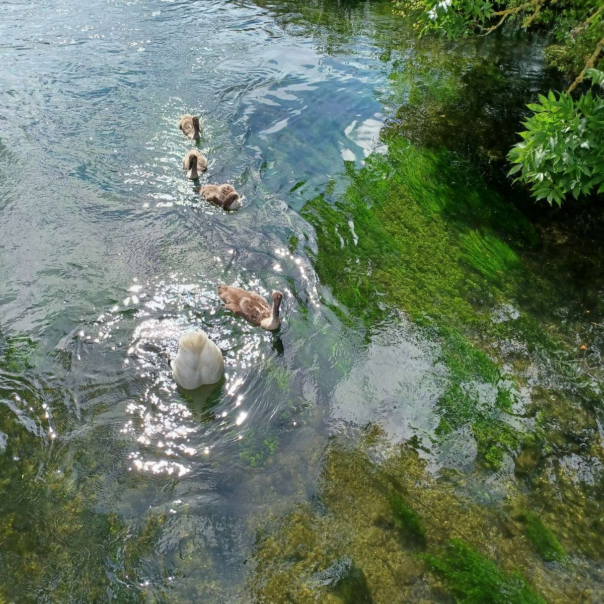 Cisnes nadando no rio puzzle online