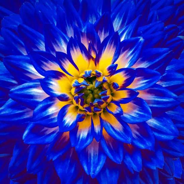 Azul florido puzzle online a partir de fotografia