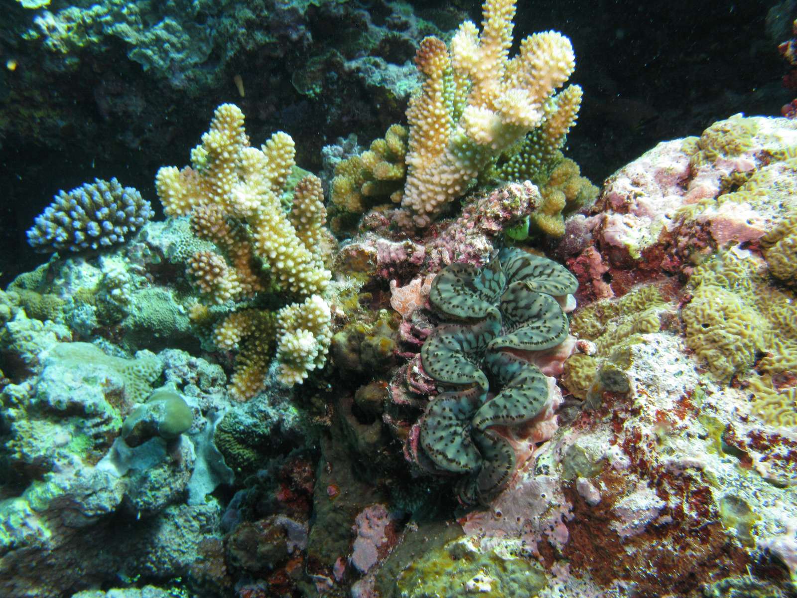 Palau reef puzzle online from photo