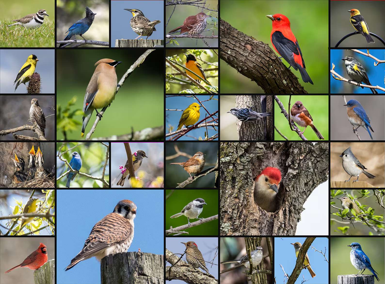 Verschiedene Vögel Online-Puzzle