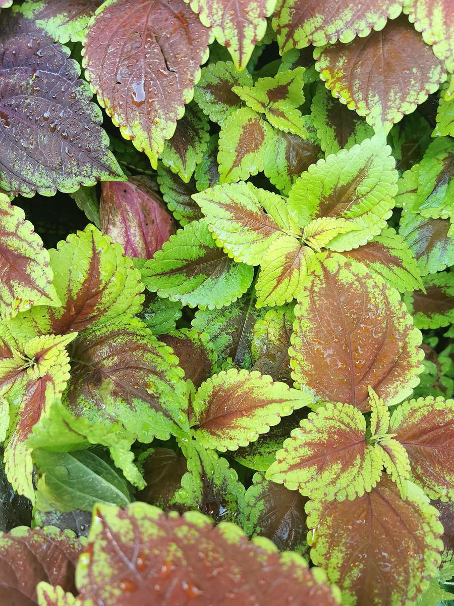 Planta verde rompecabezas en línea