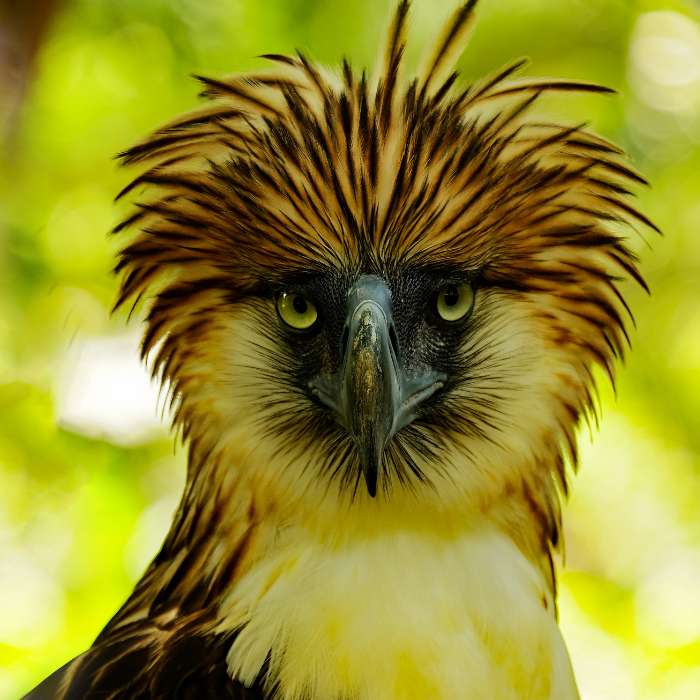 Philippine Eagle puzzle online from photo