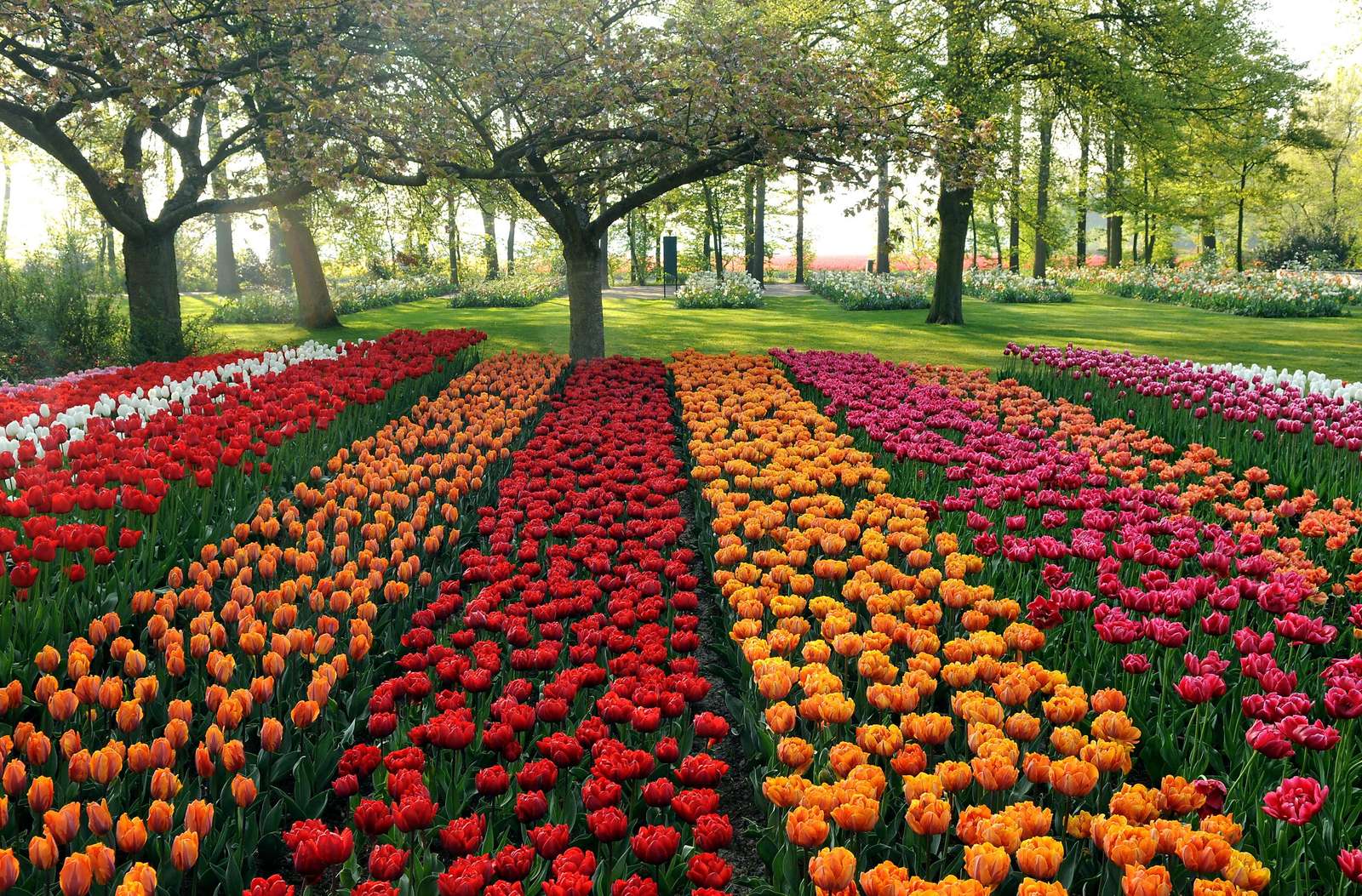 Tulipes hollandaises puzzle en ligne