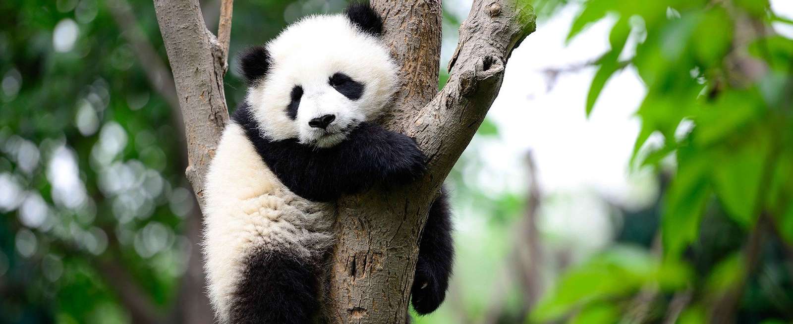 panda zoo djur pussel online från foto