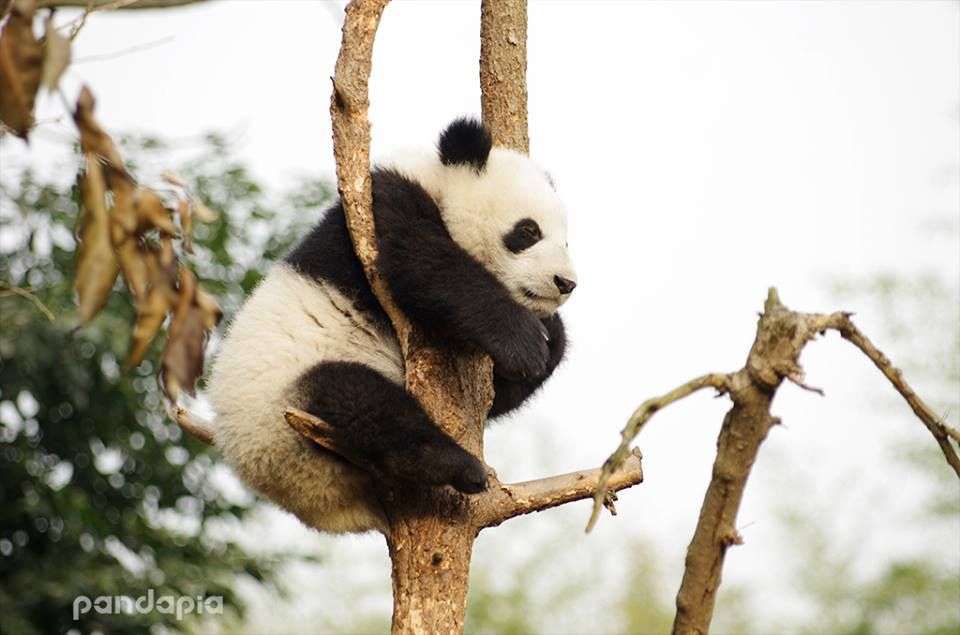 panda anima jardim de infância 2 puzzle online