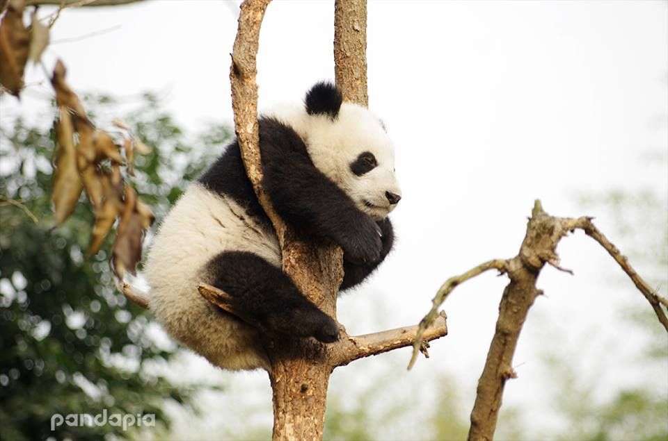 panda anima jardín de infantes 2 rompecabezas en línea