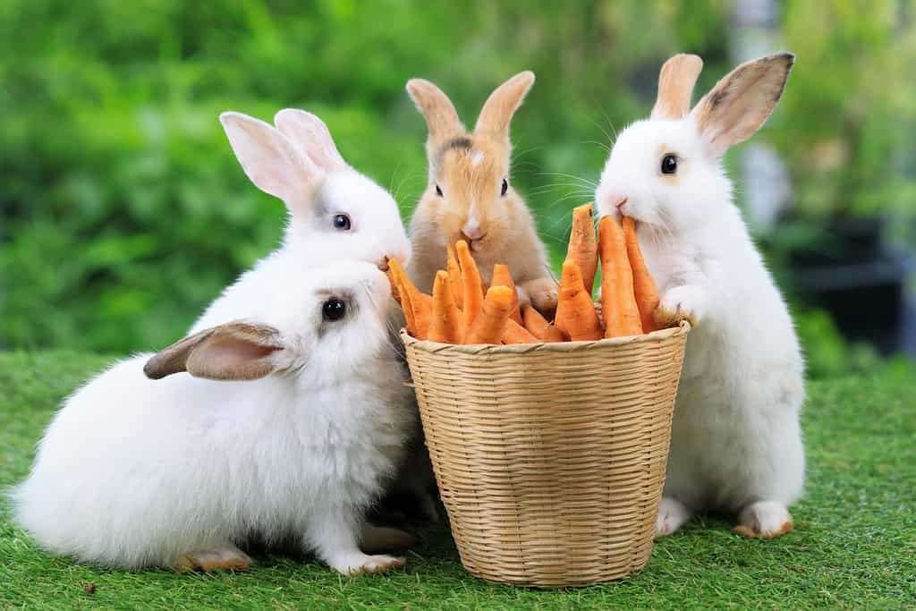 Kaninchen und Karotte Online-Puzzle vom Foto