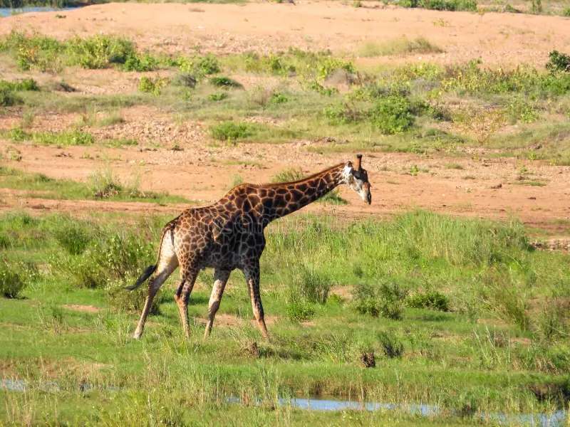 giraffe dieren kleuterschool online puzzel