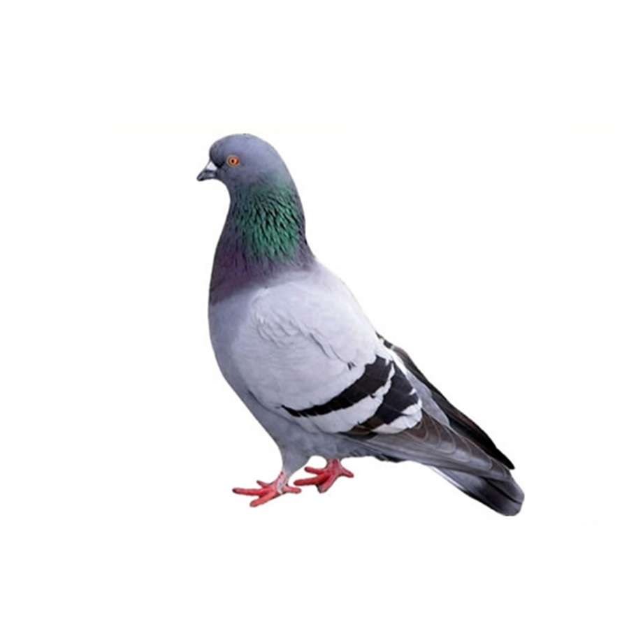 piccione puzzle online z fotografie