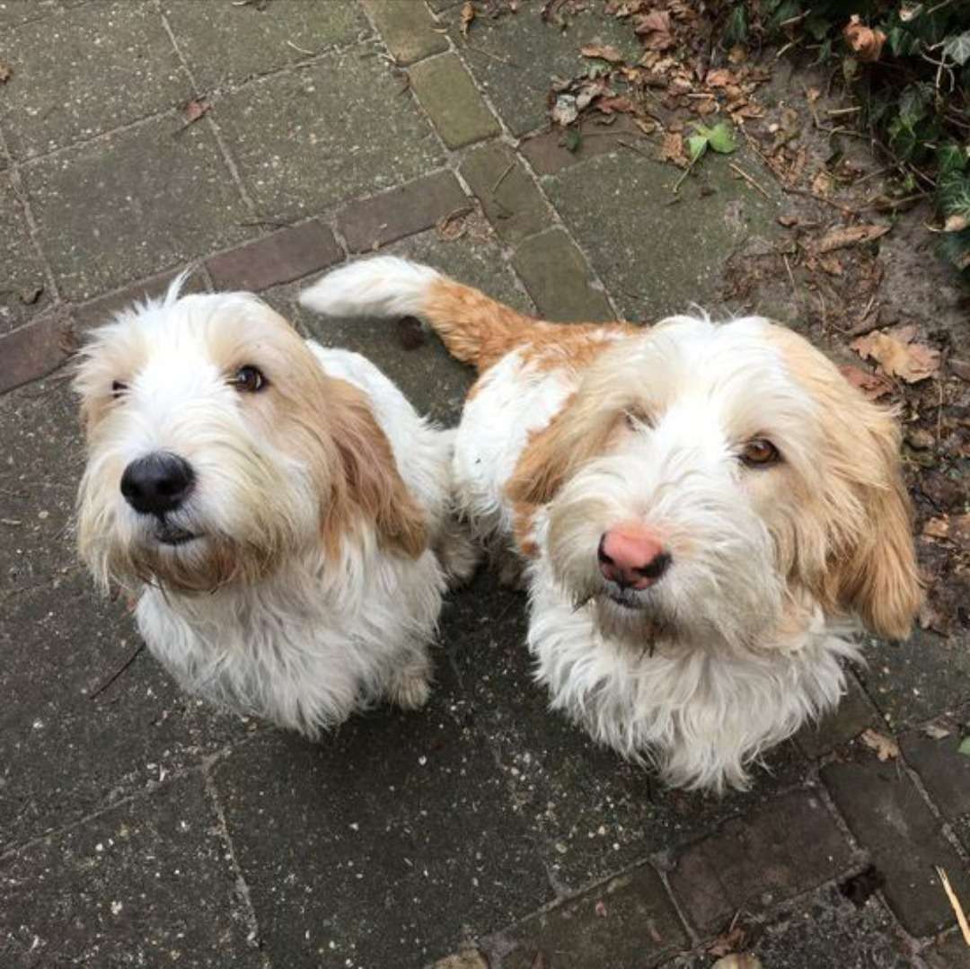 cachorrinhos fofos puzzle online a partir de fotografia