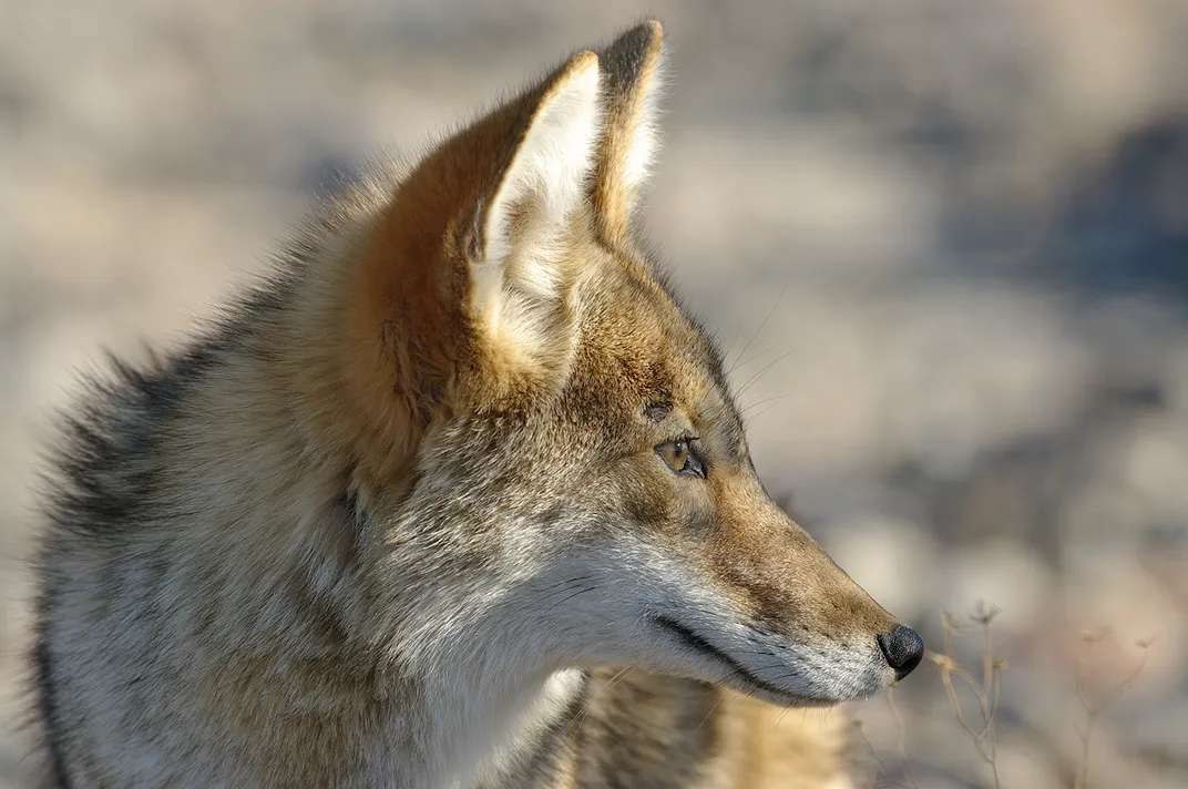 coyote puzzle online a partir de foto