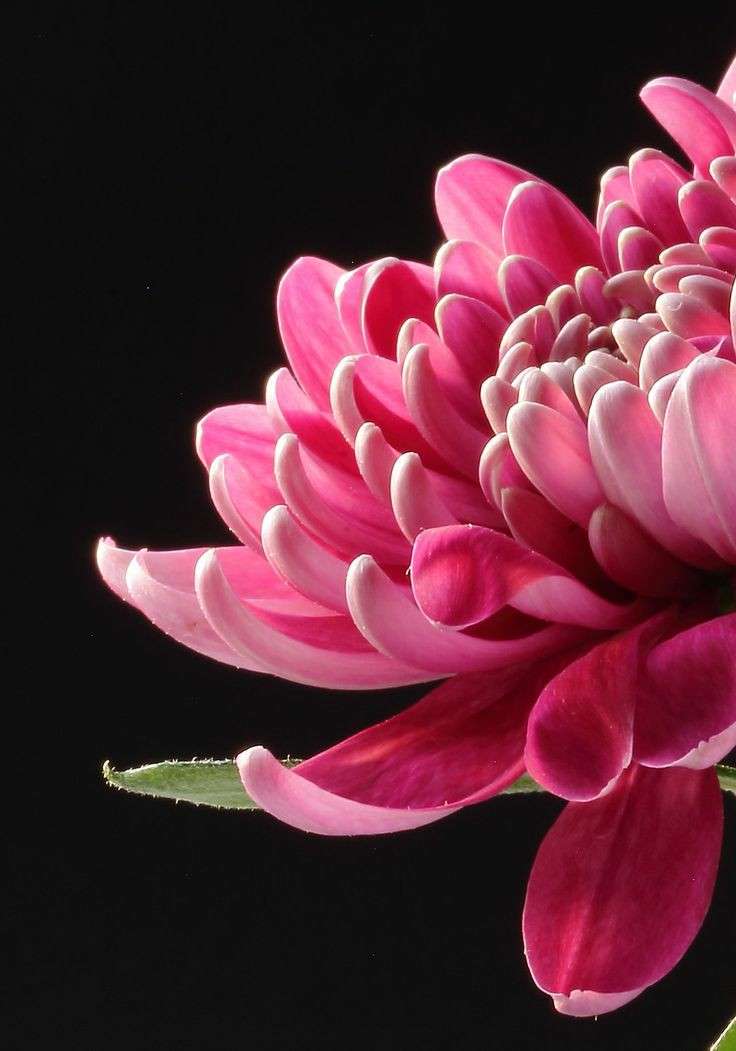 Crizantema de flori puzzle online