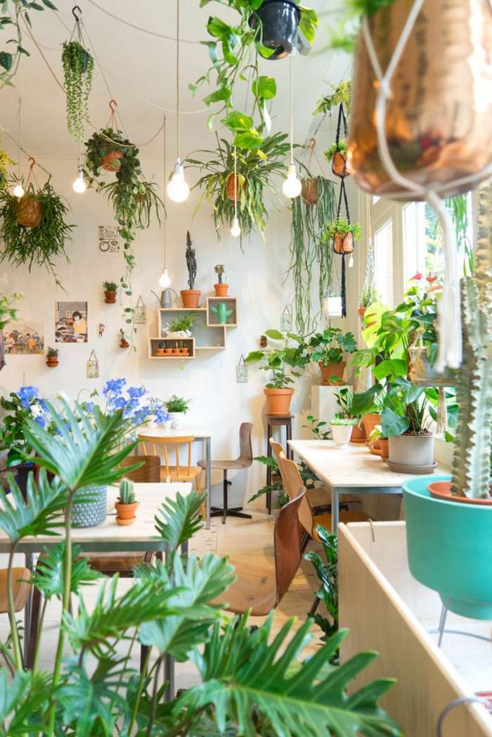 Növények egy szobában 2 puzzle online fotóról