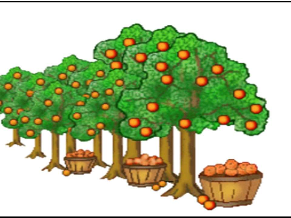 апельсины пазл онлайн из фото