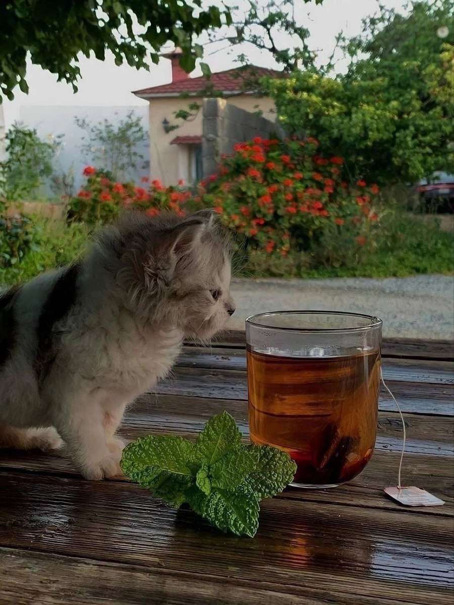 Eine Katze und eine Tasse Tee Online-Puzzle