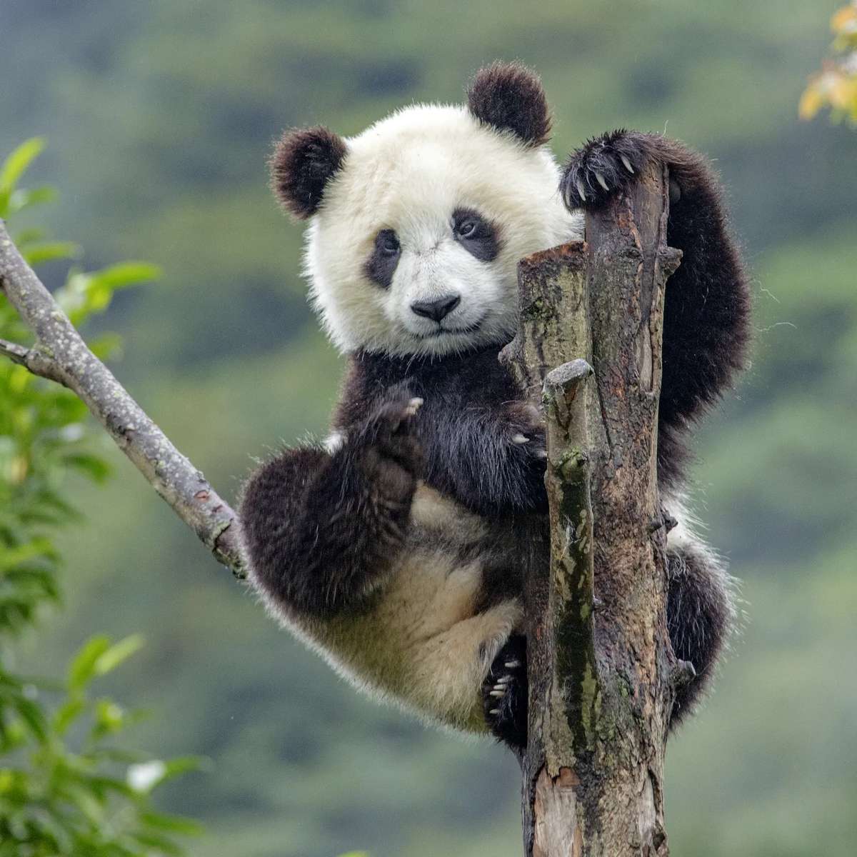 Quebra-cabeça de panda puzzle online a partir de fotografia