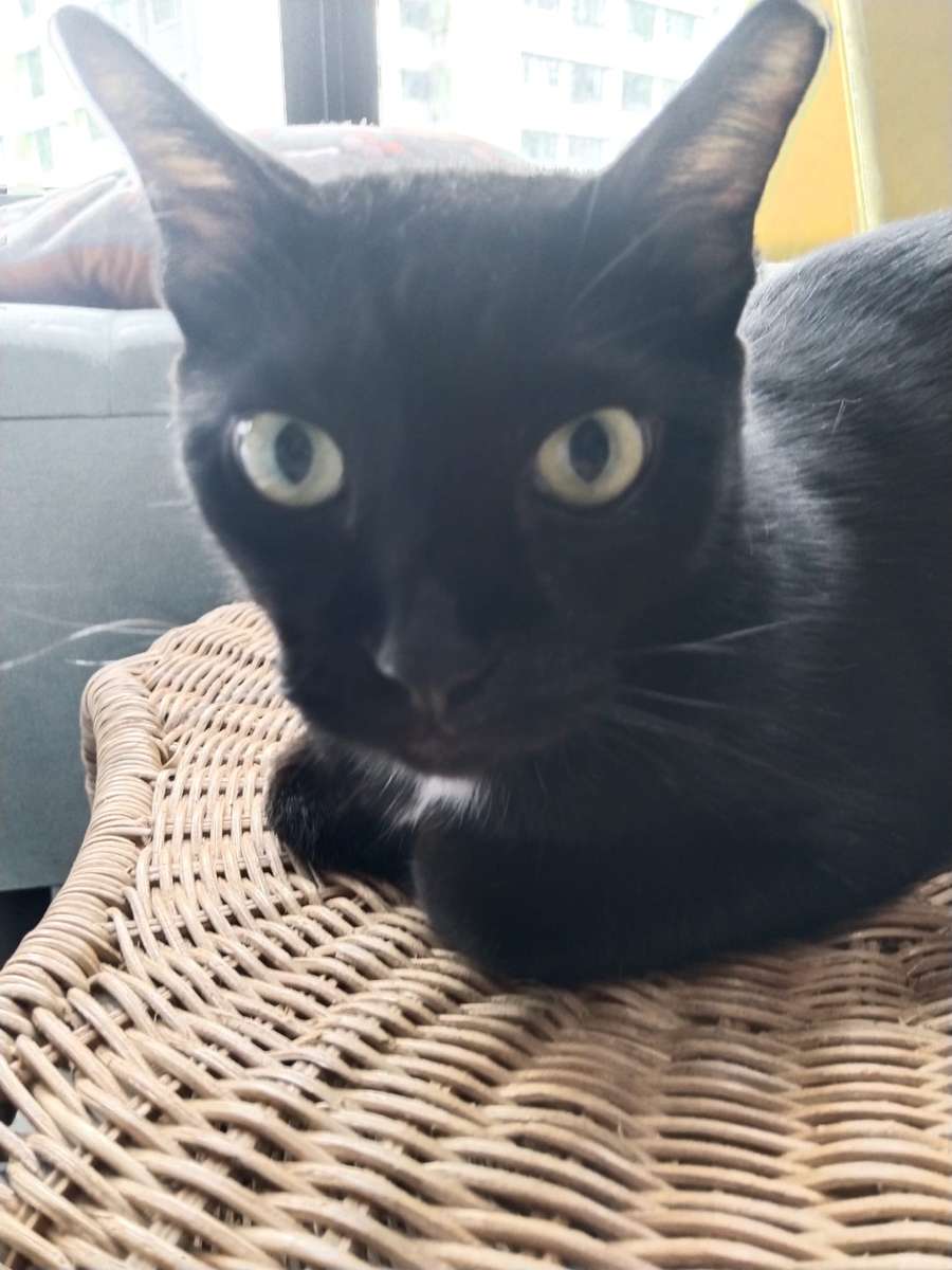 Чорна кішка скласти пазл онлайн з фото
