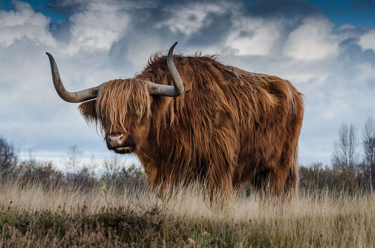 This is a yak. online puzzle