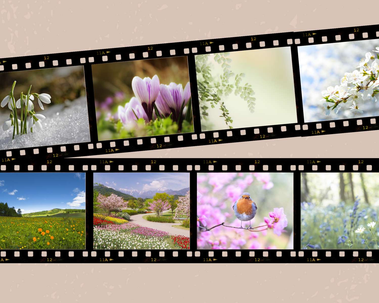 Spring flowers puzzle online from photo