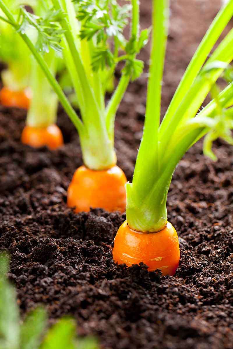 Carrots growing three puzzle online from photo