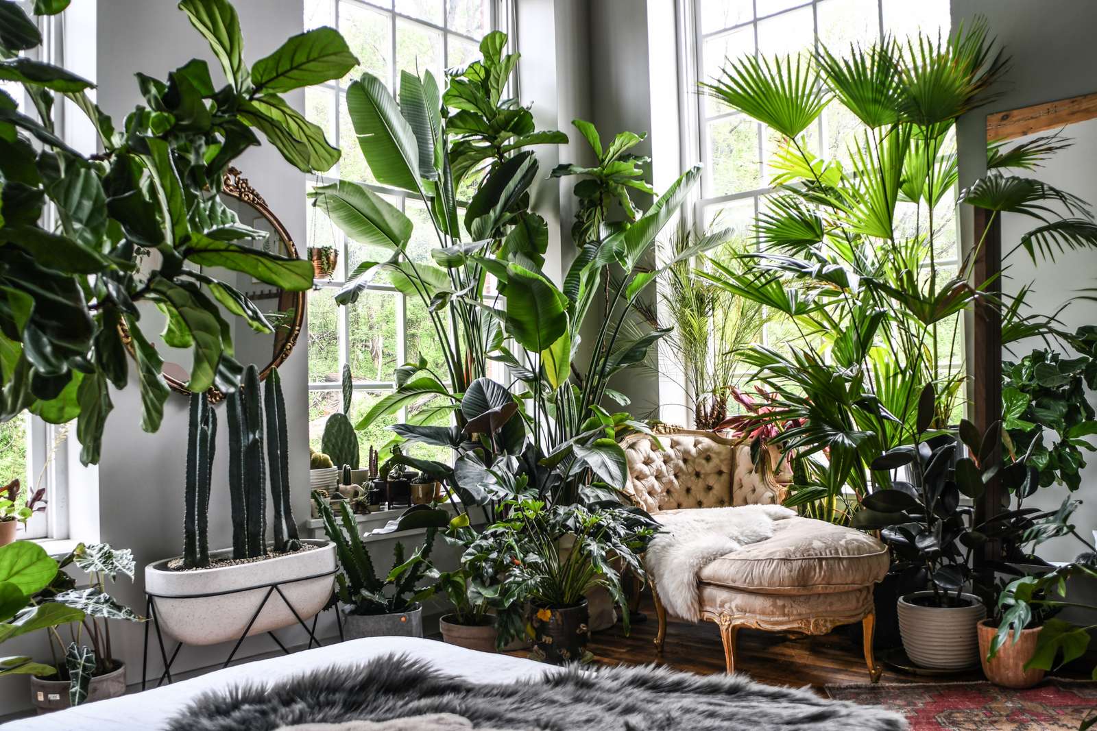Fönsterväxter pussel online från foto