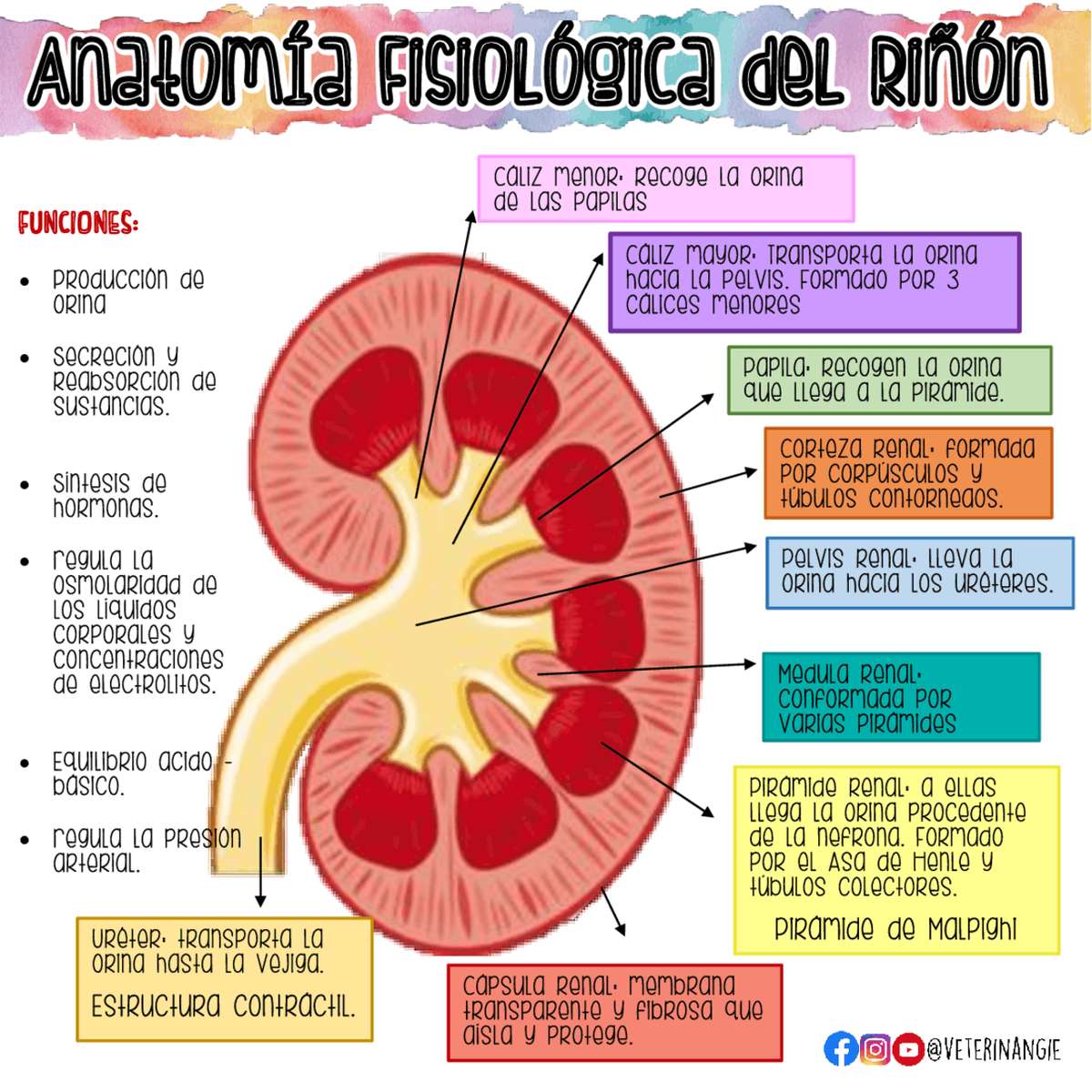 anatomia renal puzzle online