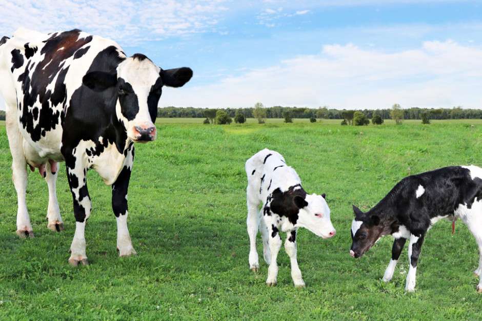Des vaches dans les champs puzzle en ligne à partir d'une photo