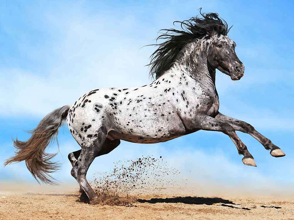 paard springen online puzzel