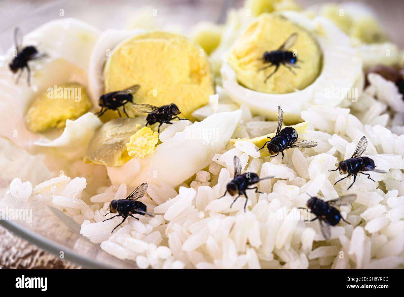 flugor på mat Pussel online