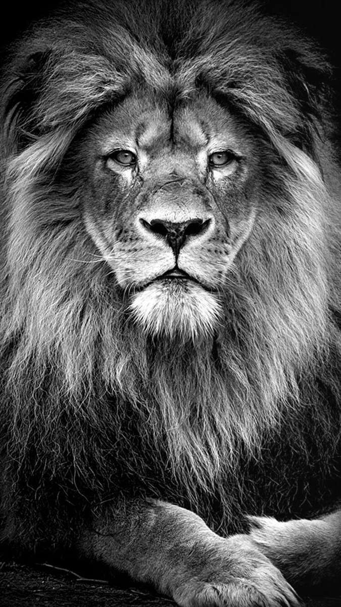 lejon bild pussel online från foto