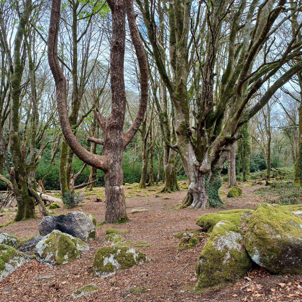escena del bosque puzzle online a partir de foto