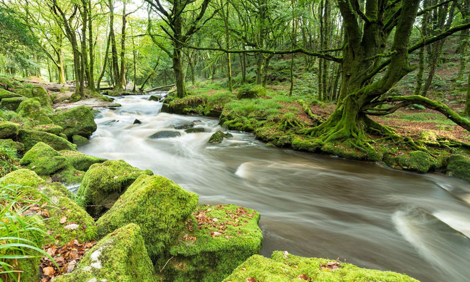 Zeleň a řeka online puzzle