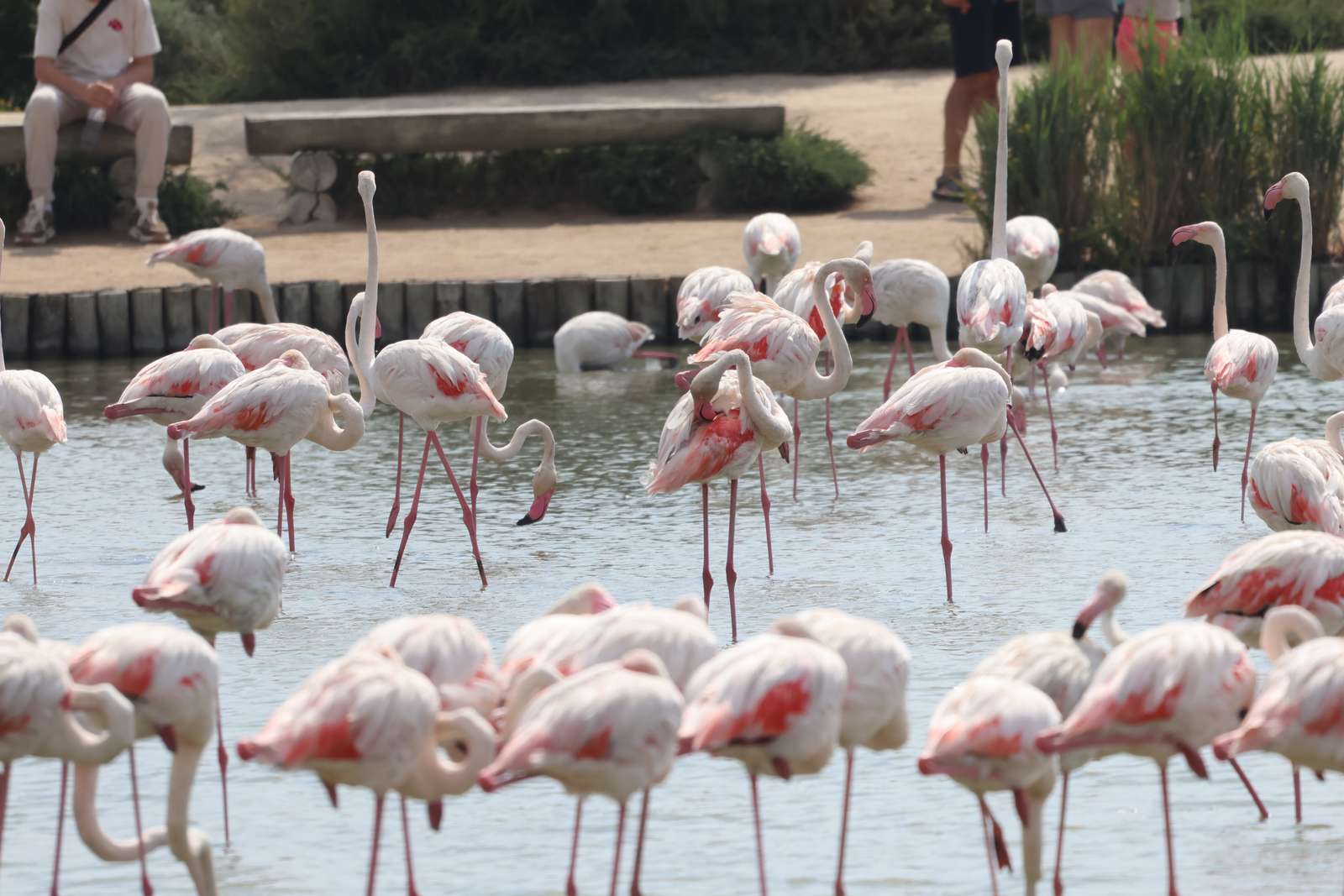 Flamingos online puzzle