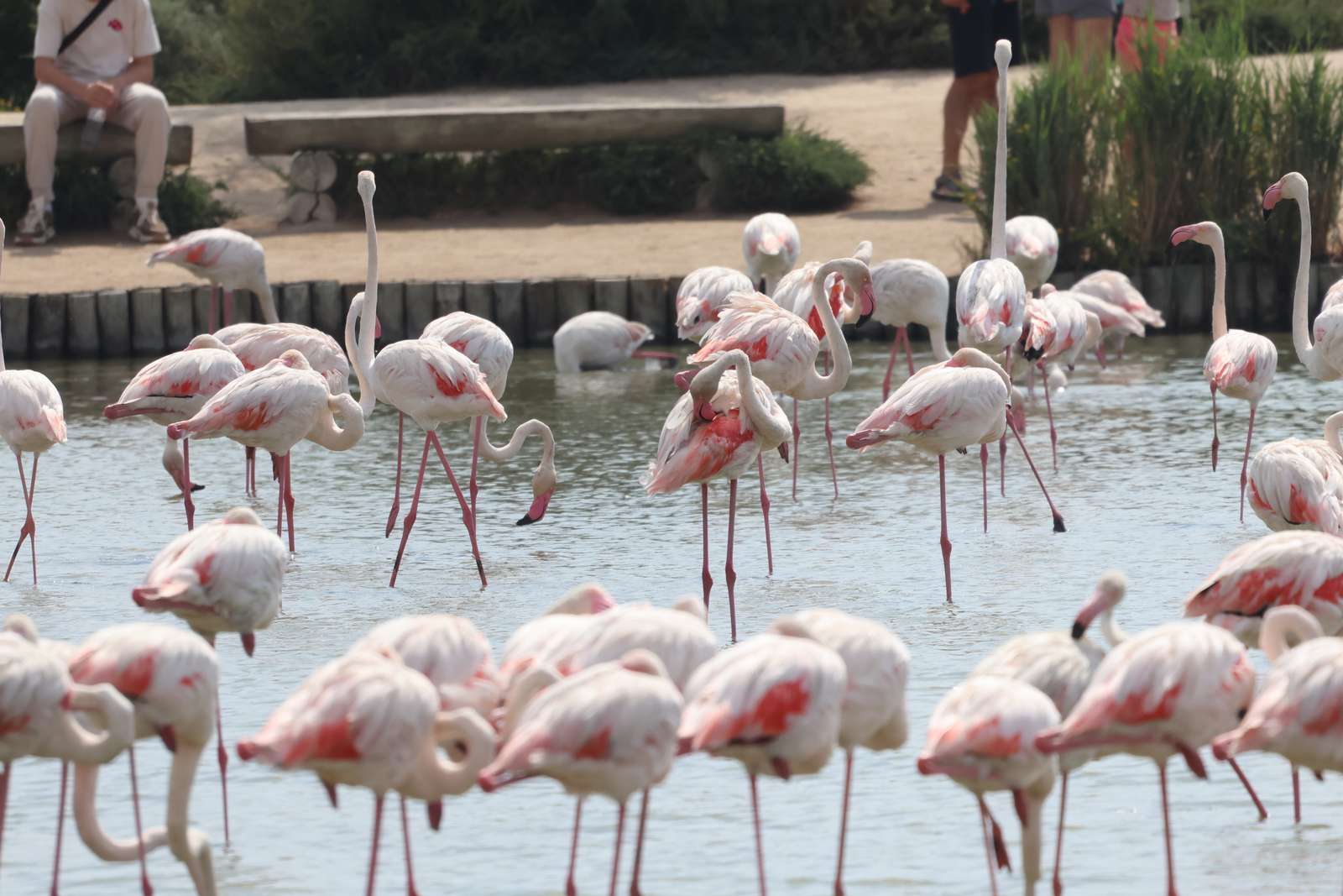 Flamants roses puzzle en ligne