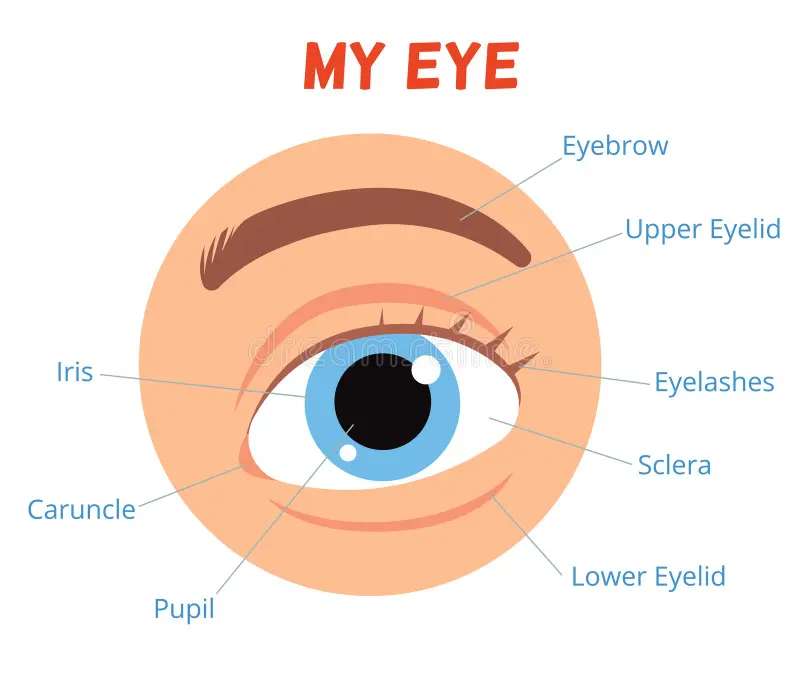 MON OEIL. VFFVEAVRFE FV puzzle en ligne à partir d'une photo