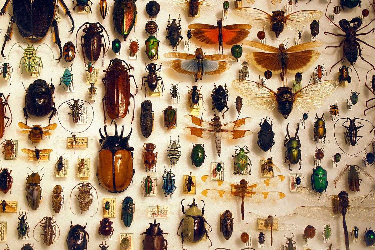 Ew, insetti insetti insetti puzzle online